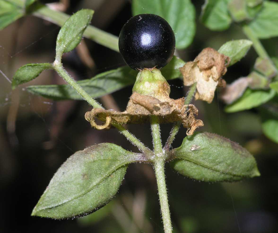 Caryophyllaceae Cucubalus baccifer