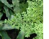 image of Pilea muscosa