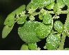 image of Pilea muscosa