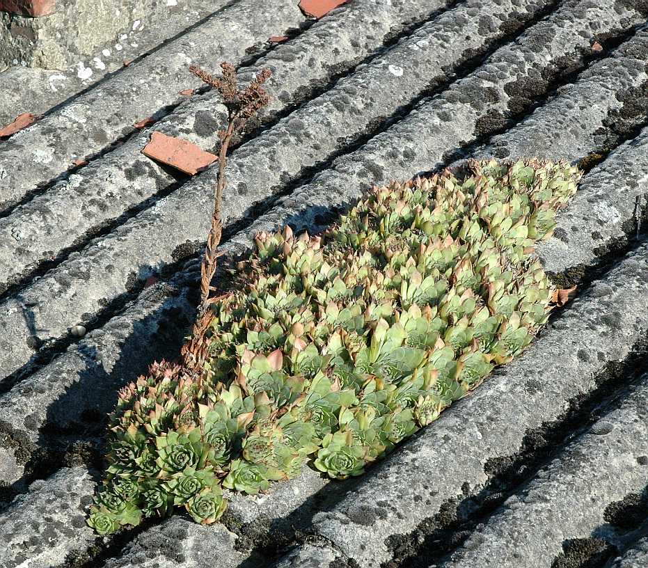 Crassulaceae Sempervivum tectorum