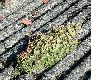 image of Sempervivum tectorum