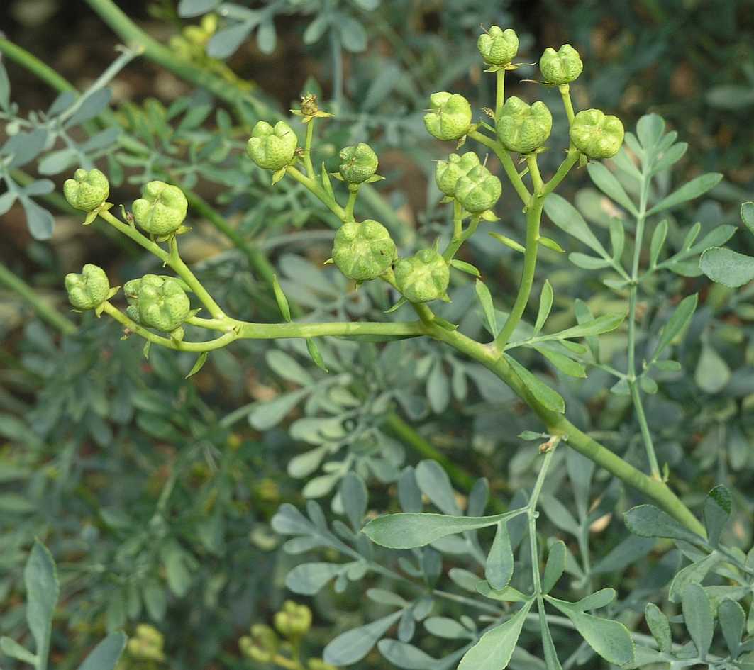 Rutaceae Ruta graveolens