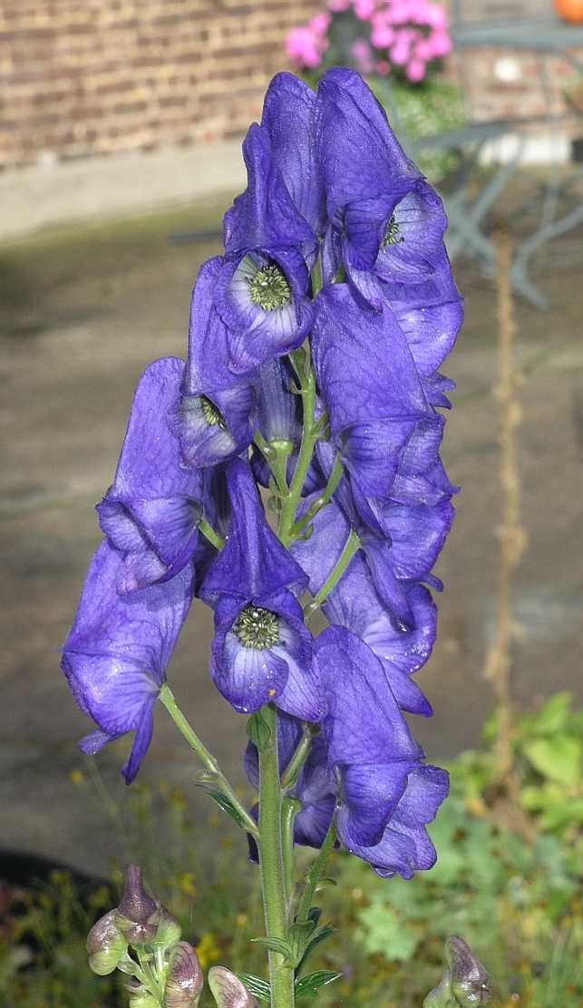 Ranunculaceae Aconitum napellus