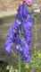 image of Aconitum napellus
