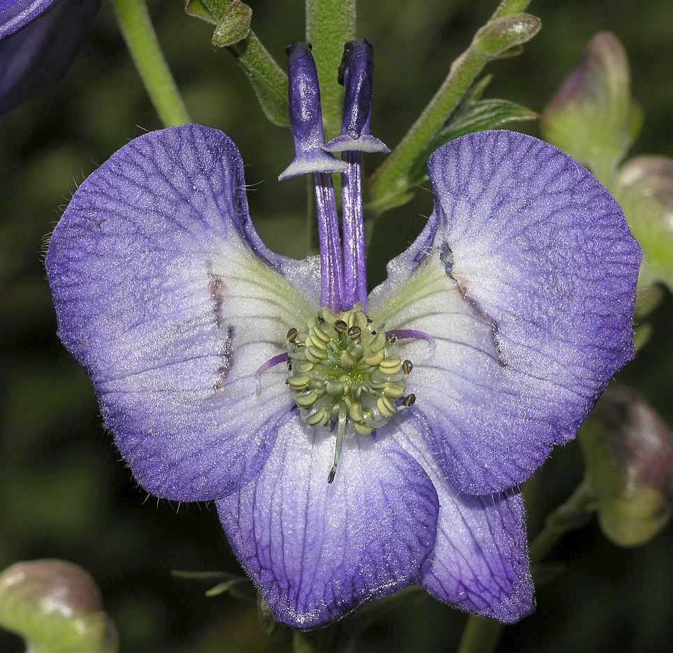 Ranunculaceae Aconitum napellus