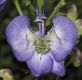 image of Aconitum napellus