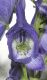 image of Aconitum napellus