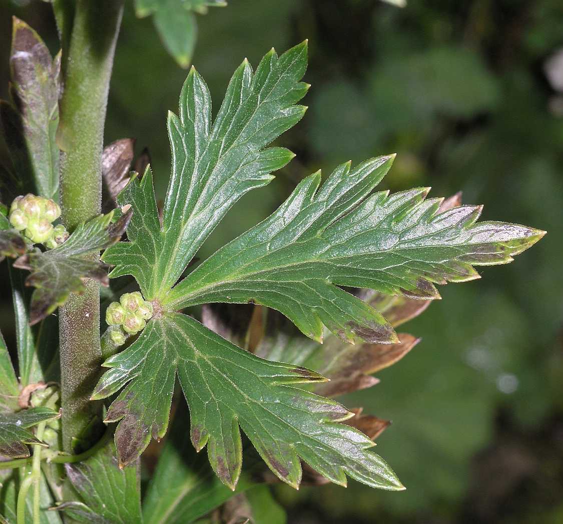 Ranunculaceae Aconitum napellus