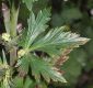 image of Aconitum napellus