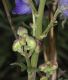 image of Aconitum napellus
