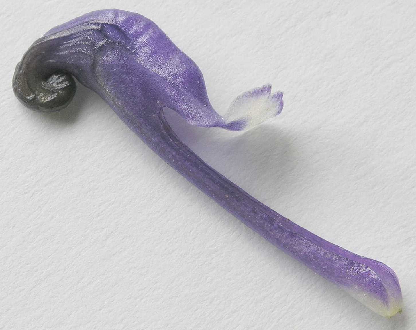 Ranunculaceae Aconitum napellus