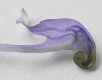 image of Aconitum napellus