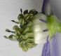 image of Aconitum napellus