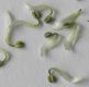 image of Aconitum napellus