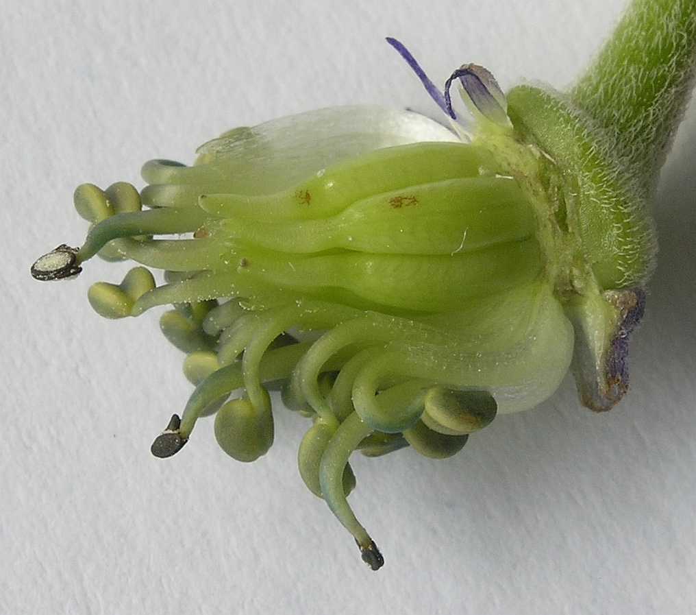 Ranunculaceae Aconitum napellus