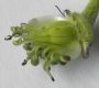 image of Aconitum napellus