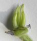 image of Aconitum napellus