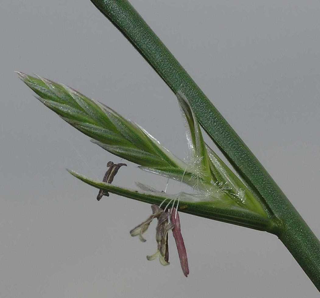 Poaceae Lolium 