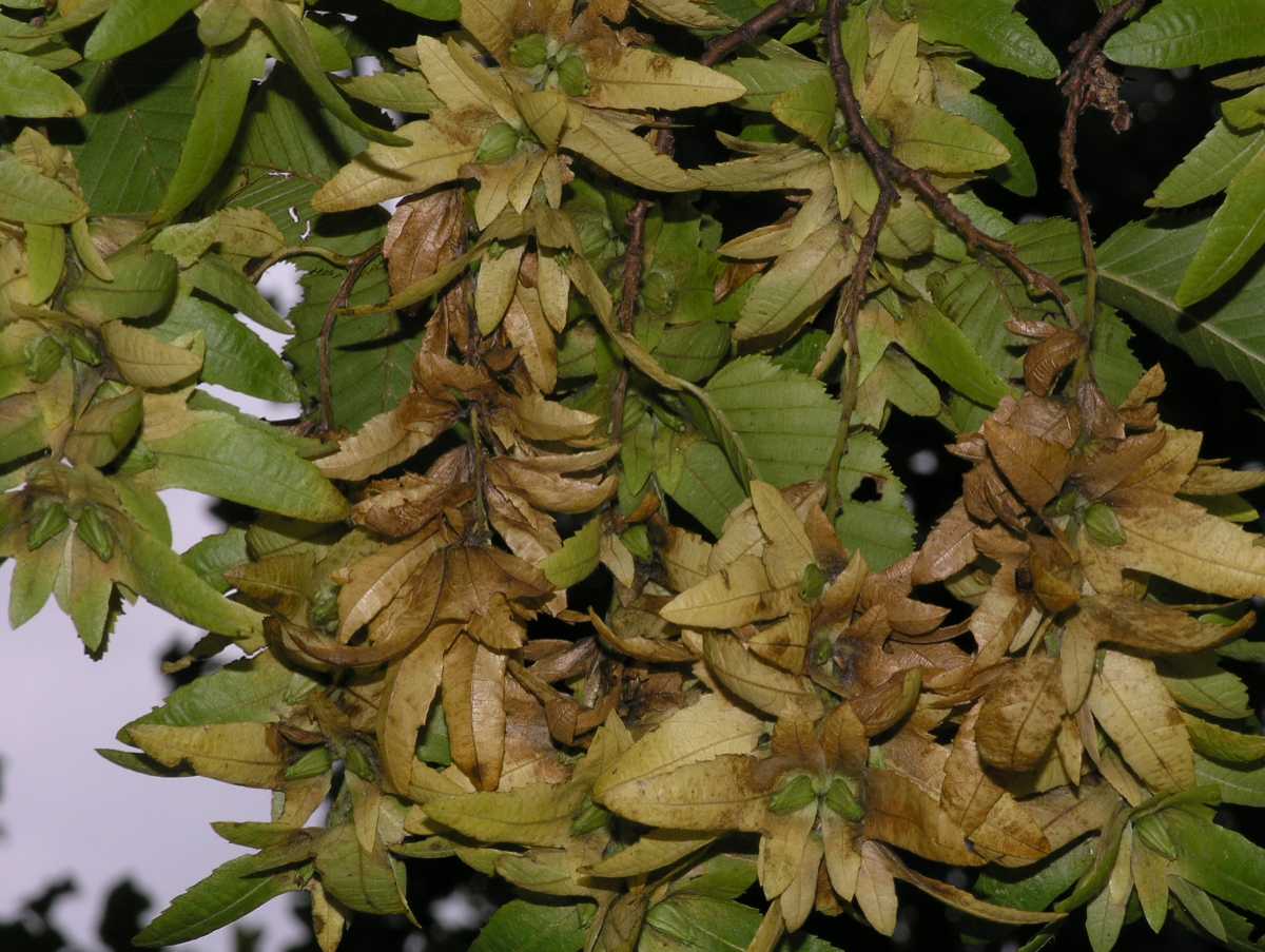 Betulaceae Carpinus betulus
