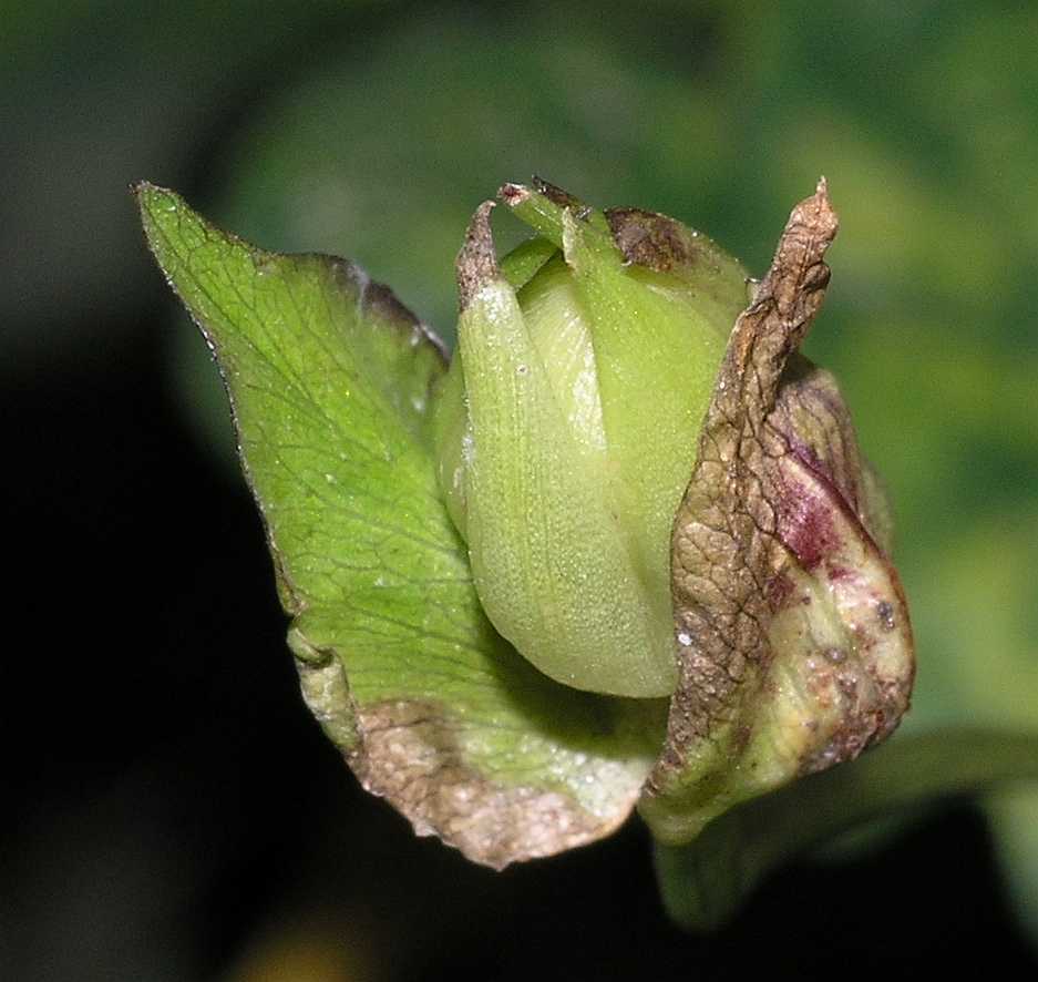 Convolvulaceae Calystegia sepium