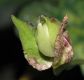 image of Calystegia sepium