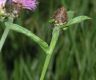 image of Centaurea 