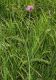 image of Centaurea 