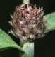image of Centaurea 