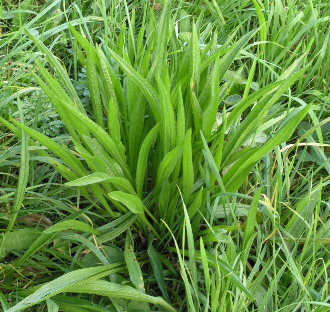 Plantaginaceae Plantago lanceolata