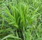 image of Plantago lanceolata