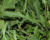 image of Centaurea 