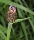 image of Centaurea 