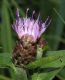 image of Centaurea 