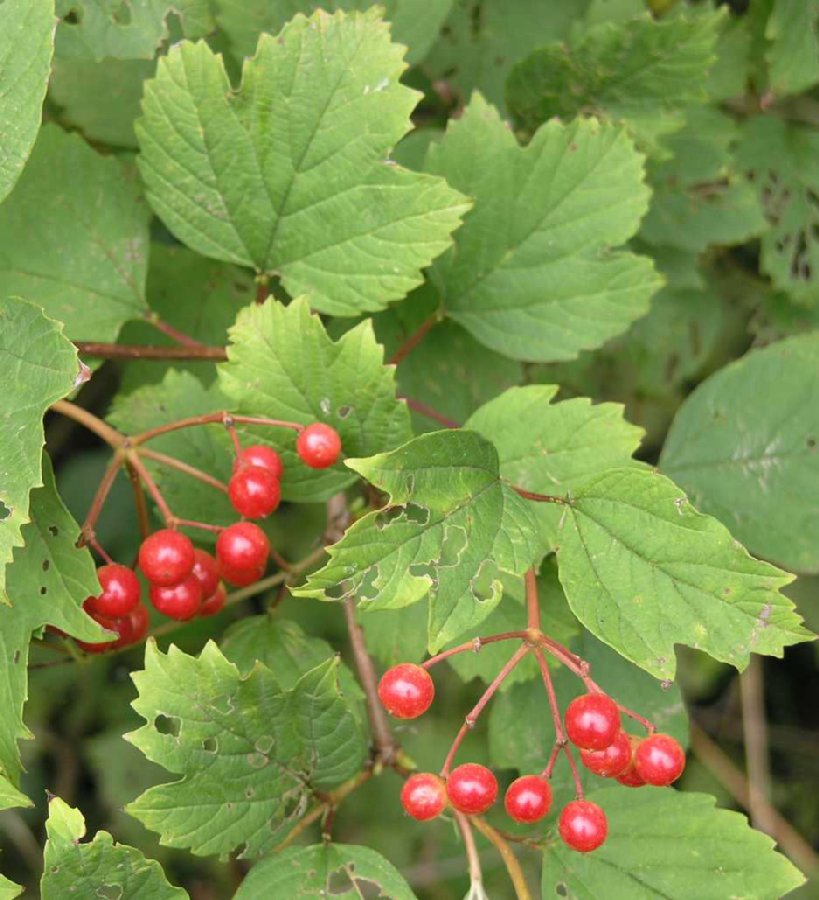 Adoxaceae Viburnum opulus