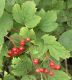 image of Viburnum opulus