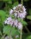 image of Mentha aquatica