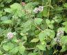 image of Mentha aquatica