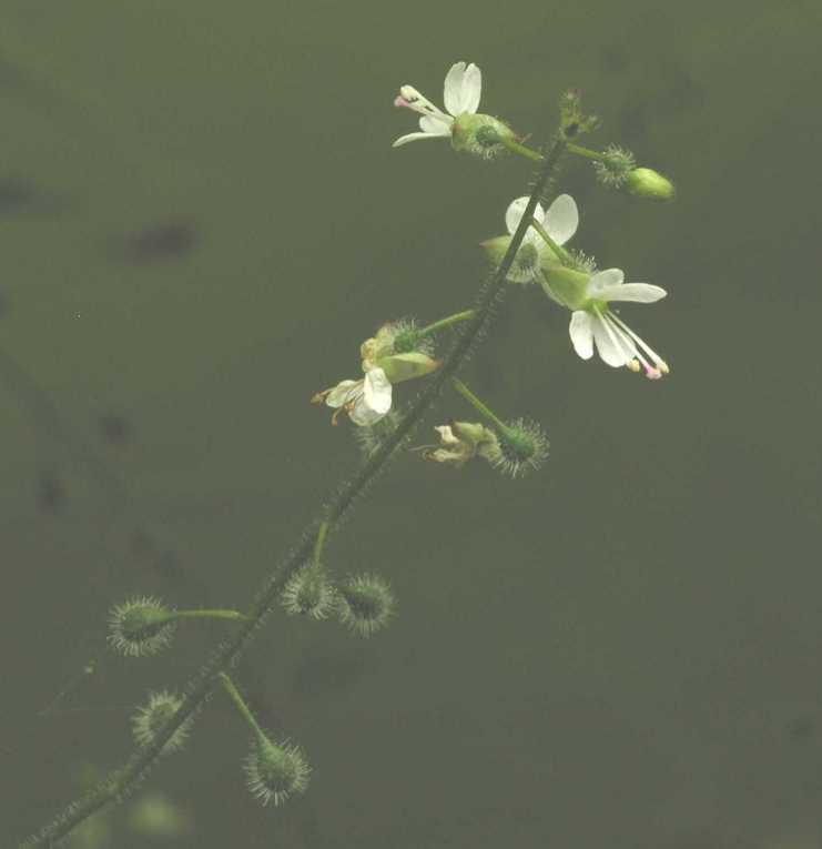 Onagraceae Circaea lutetiana