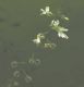 image of Circaea lutetiana