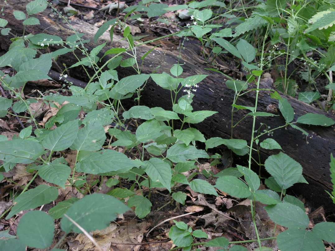 Onagraceae Circaea lutetiana