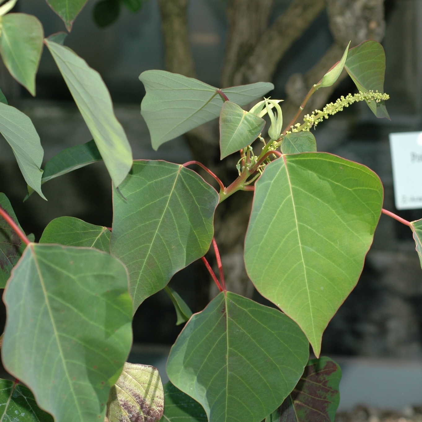 Euphorbiaceae Homalanthus nutans