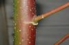 image of Homalanthus nutans
