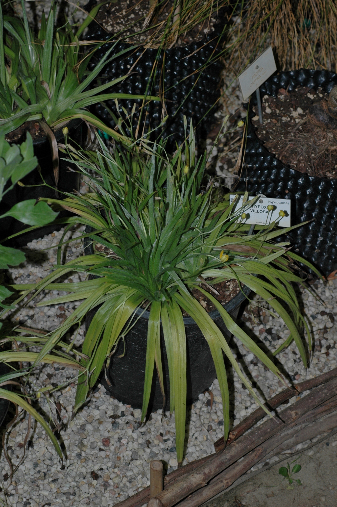 Hypoxidaceae Hypoxis villosa