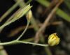 image of Hypoxis villosa