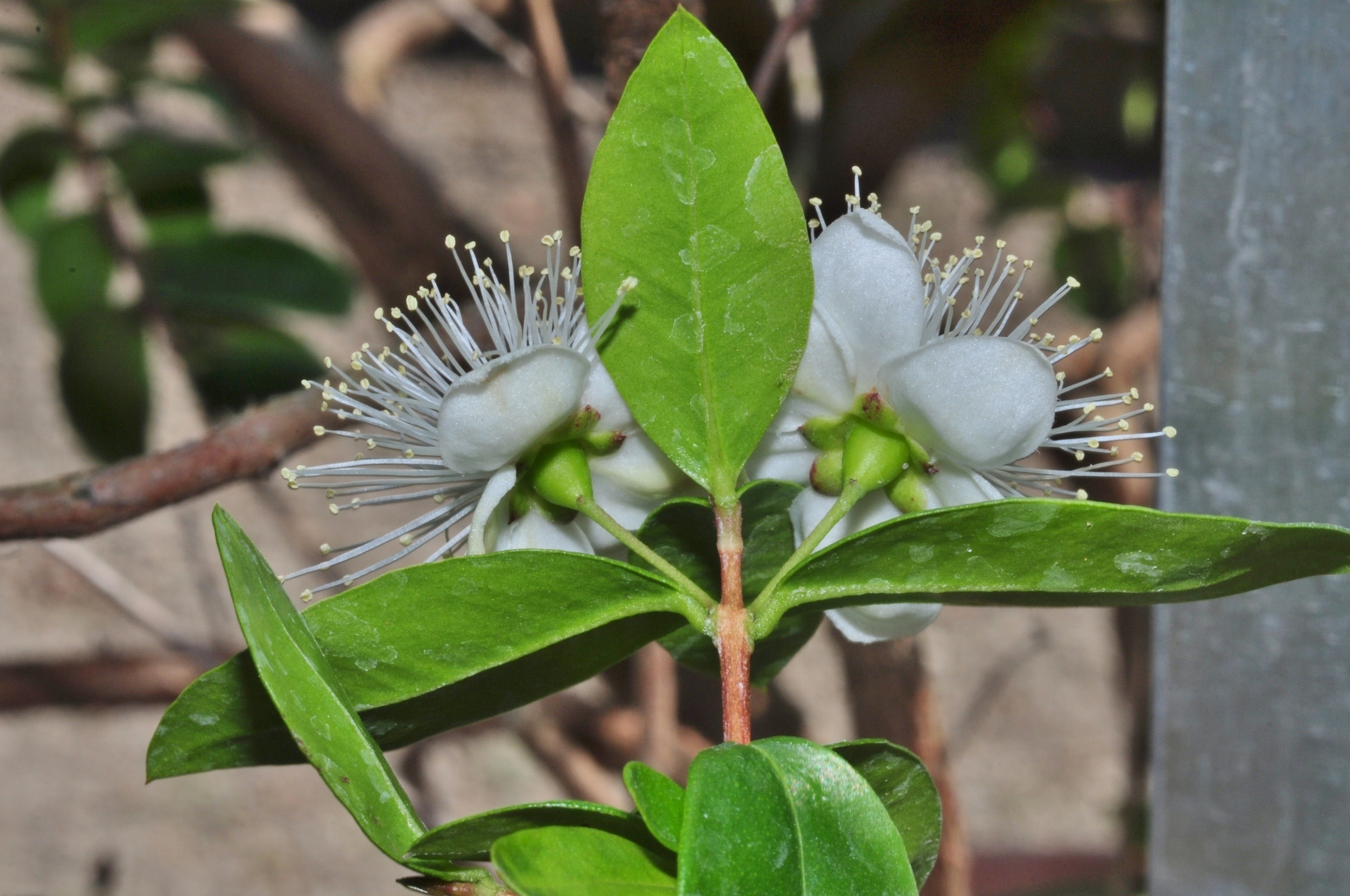 Myrtaceae Myrtus communis