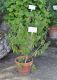 image of Aloysia triphylla