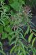 image of Aloysia triphylla