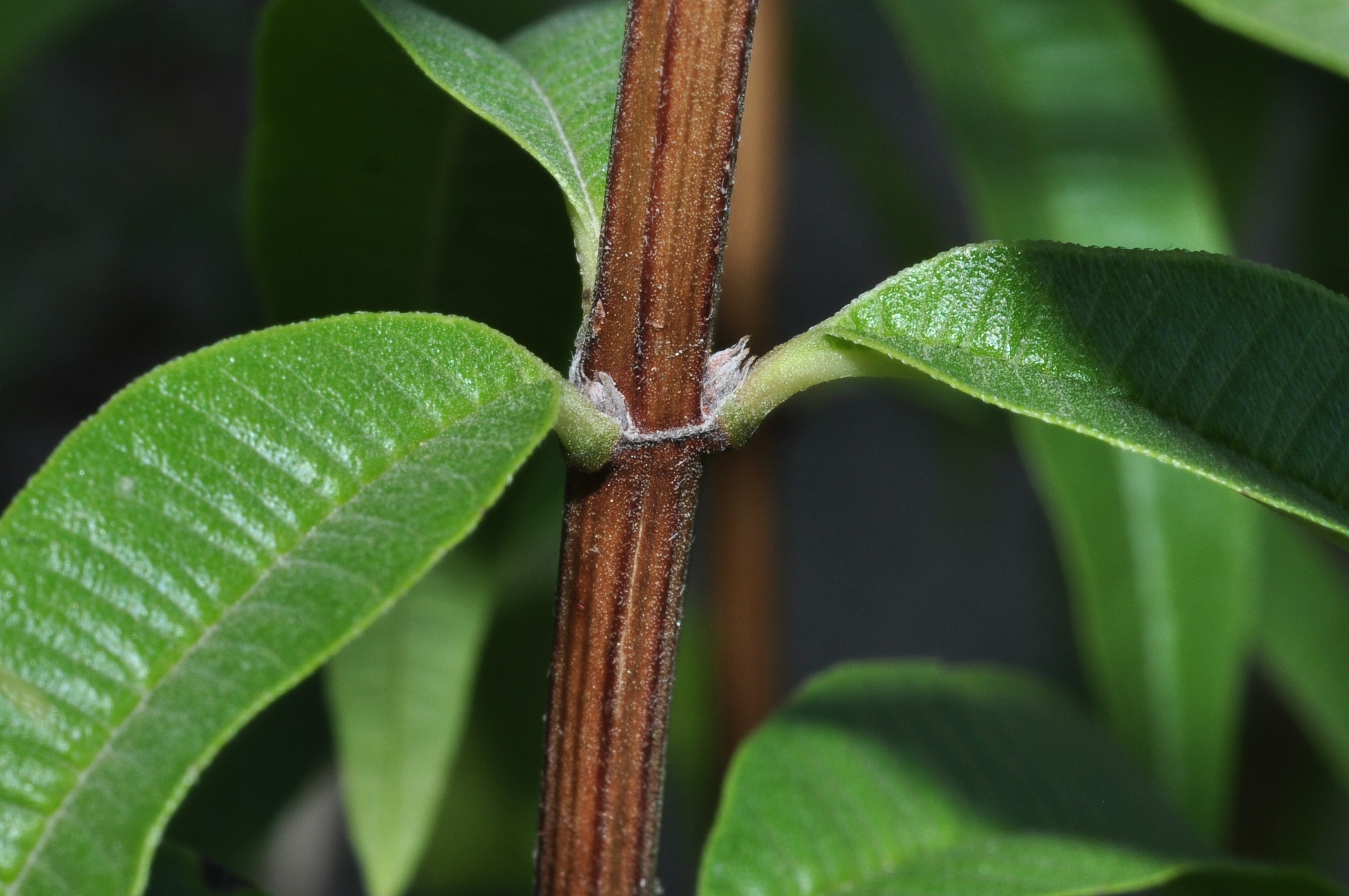 Verbenaceae Aloysia triphylla