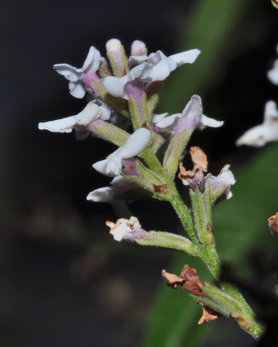 Verbenaceae Aloysia triphylla