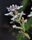 image of Aloysia triphylla